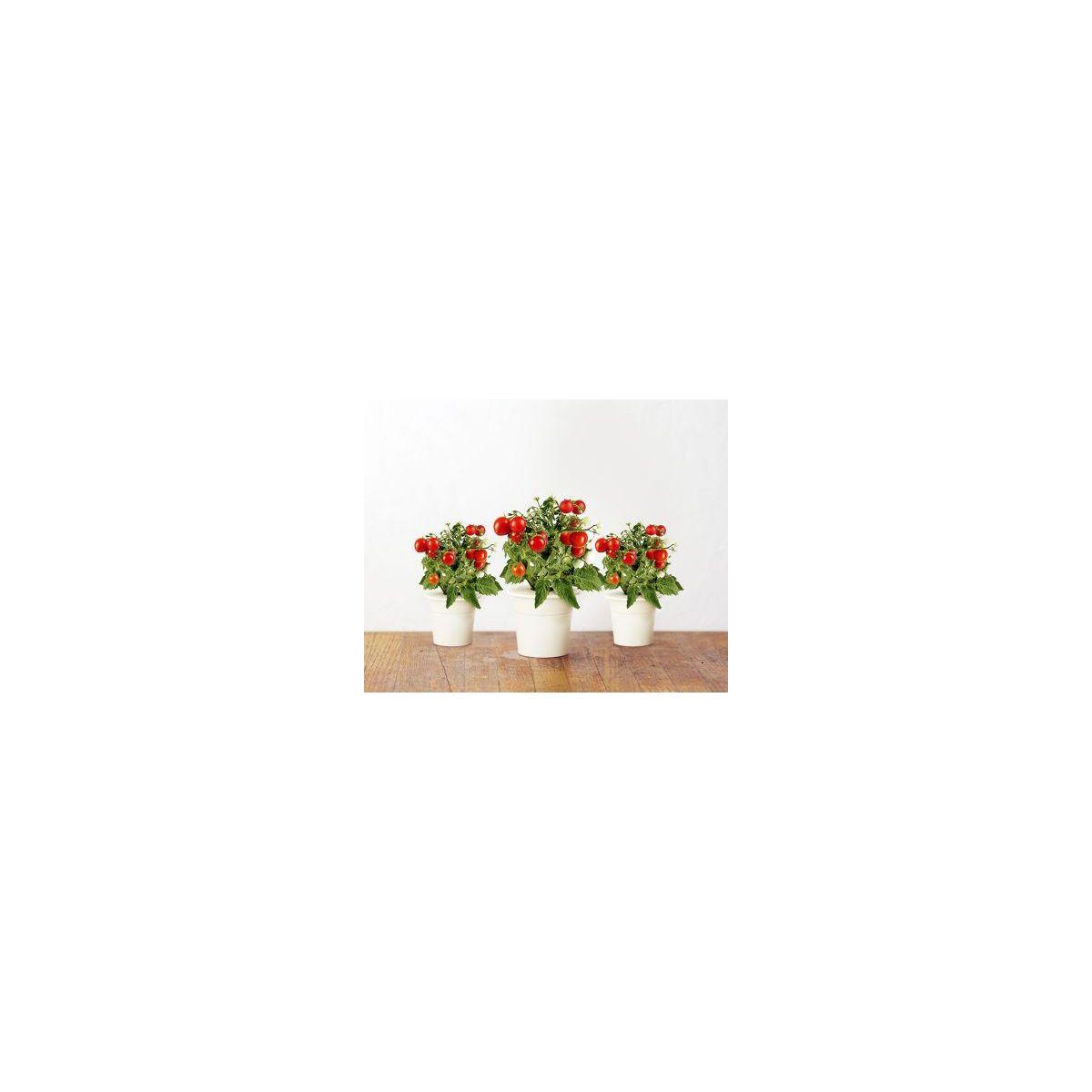 Recharge click and grow mini tomates (lot de 3) (photo) Recharge click and grow mini tomates (lot de 3) (photo)