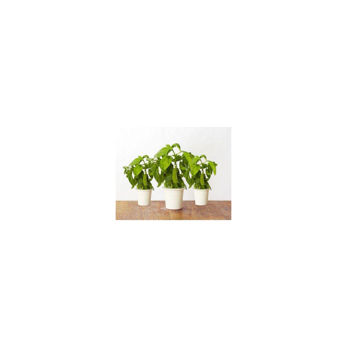 Recharge click and grow basilic (lot de 3) - 10% de remise imm�diate avec le code : priv10 (photo) Recharge click and grow basilic (lot de 3) - 10% de remise imm�diate avec le code : priv10 (photo)