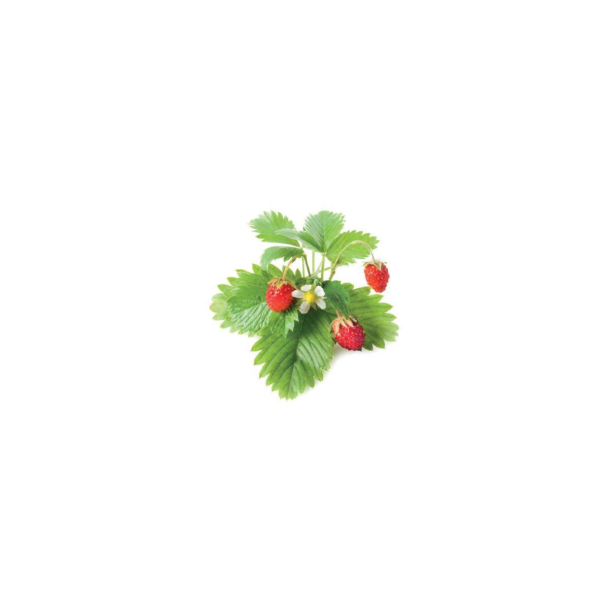 Recharge click and grow fraises (lot de 3) (photo) Recharge click and grow fraises (lot de 3) (photo)