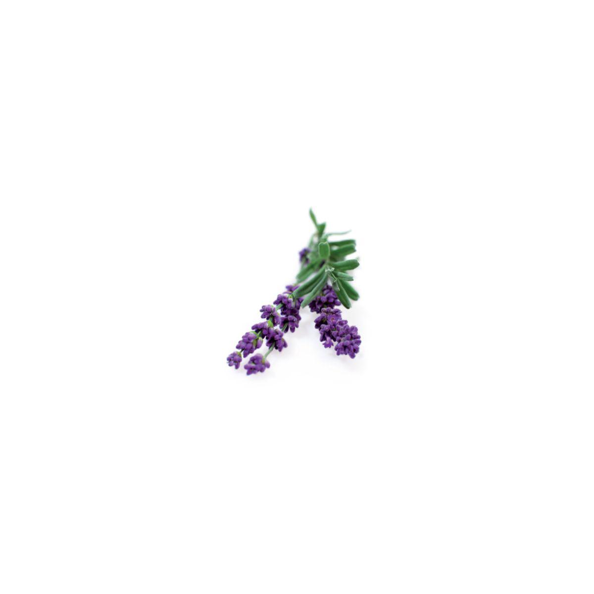 Recharge click and grow lavande (lot de 3) - 10% de remise imm�diate avec le code : priv10 (photo) Recharge click and grow lavande (lot de 3) - 10% de remise imm�diate avec le code : priv10 (photo)