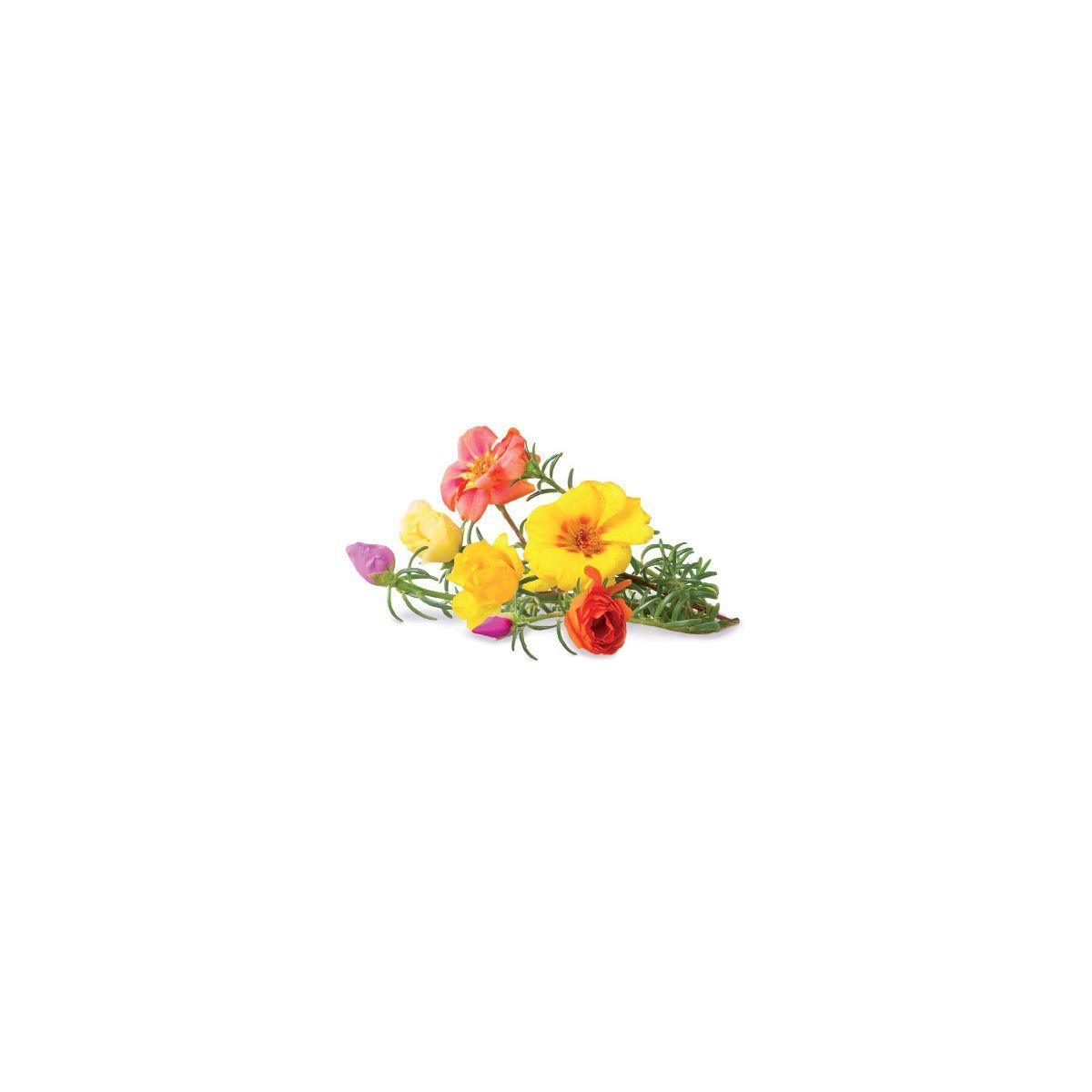Recharge click and grow rose (lot de 3) - 10% de remise imm�diate avec le code : priv10 (photo) Recharge click and grow rose (lot de 3) - 10% de remise imm�diate avec le code : priv10 (photo)