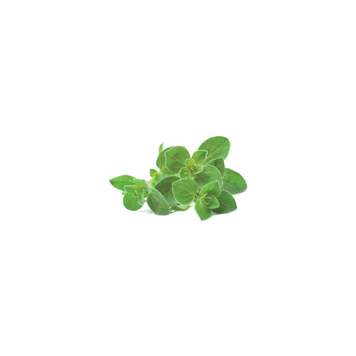 Recharge click and grow origan (lot de 3) - 10% de remise imm�diate avec le code : priv10 (photo) Recharge click and grow origan (lot de 3) - 10% de remise imm�diate avec le code : priv10 (photo)