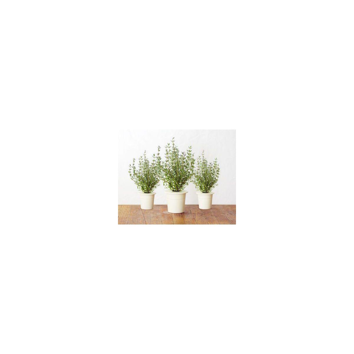 Recharge click and grow thym (lot de 3) - 10% de remise imm�diate avec le code : priv10 (photo) Recharge click and grow thym (lot de 3) - 10% de remise imm�diate avec le code : priv10 (photo)