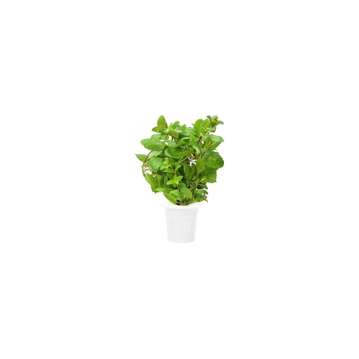 Recharge click and grow menthe poivr�e (lot de 3) - 10% de remise imm�diate avec le code : priv10 (photo) Recharge click and grow menthe poivr�e (lot de 3) - 10% de remise imm�diate avec le code : priv10 (photo)