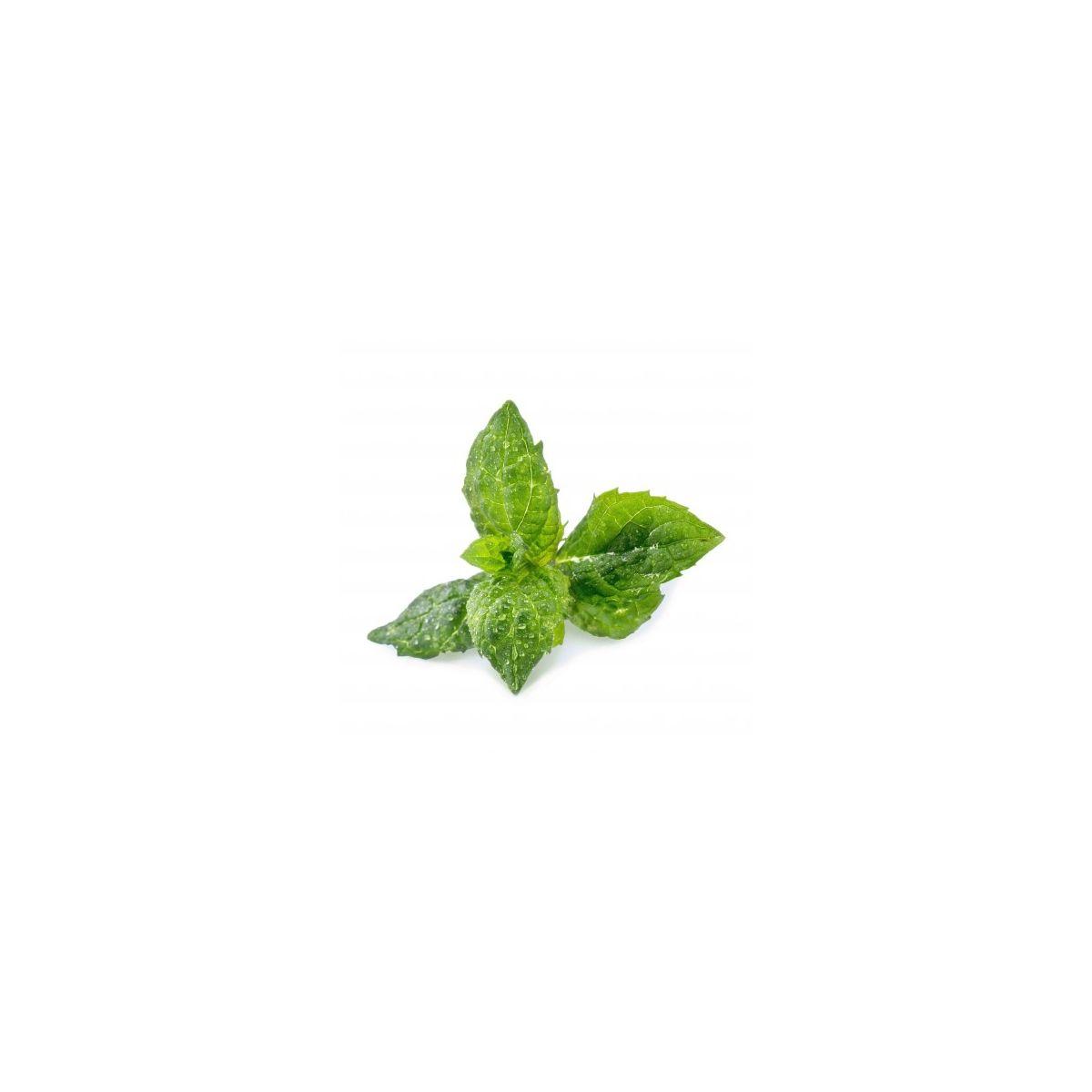 Recharge veritable menthe verte bio (photo) Recharge veritable menthe verte bio (photo)