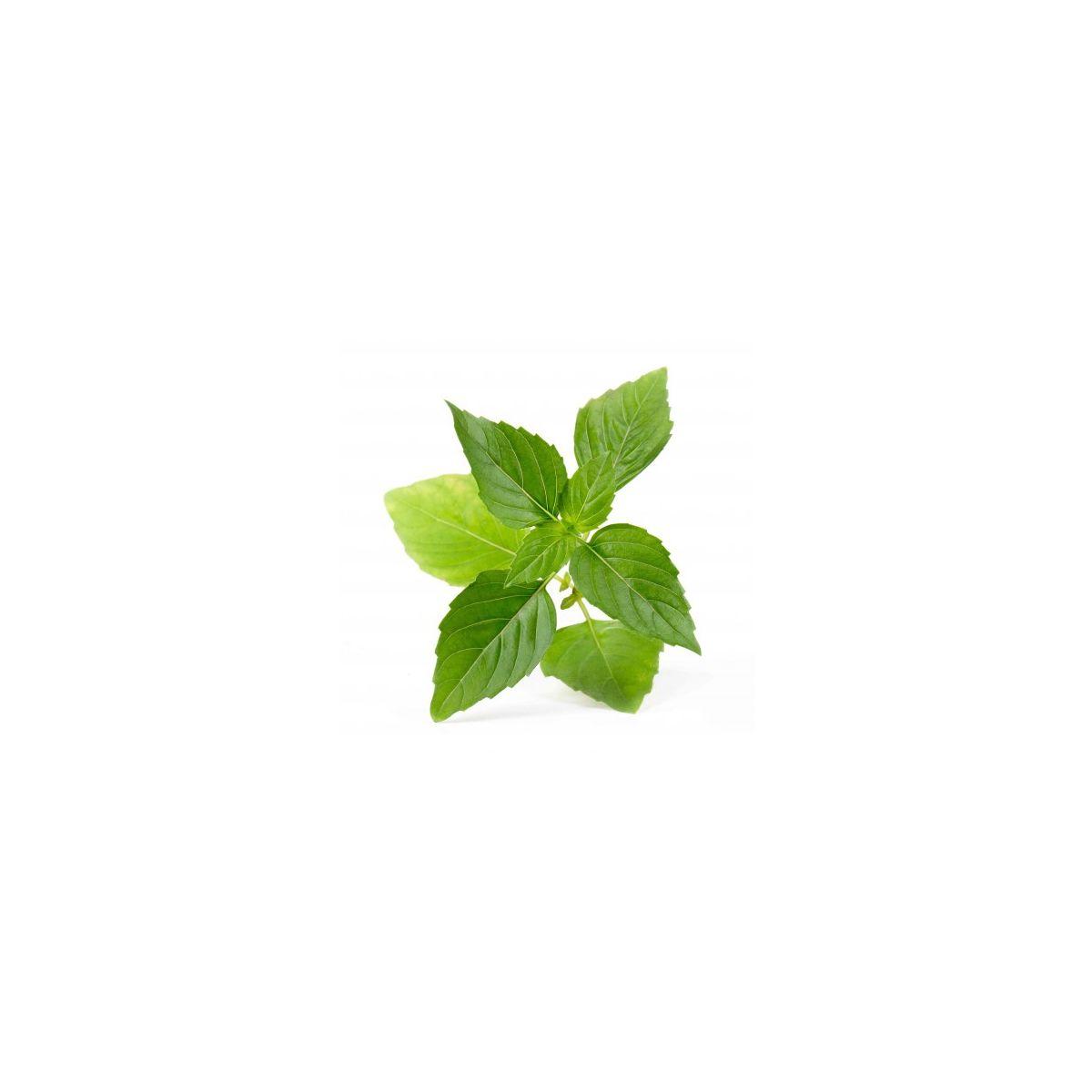 Recharge veritable basilic thai bio (photo) Recharge veritable basilic thai bio (photo)