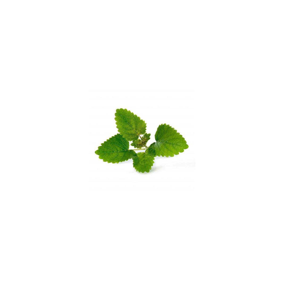 Recharge veritable melisse bio - 10% de remise imm�diate avec le code : automne10 (photo) Recharge veritable melisse bio - 10% de remise imm�diate avec le code : automne10 (photo)