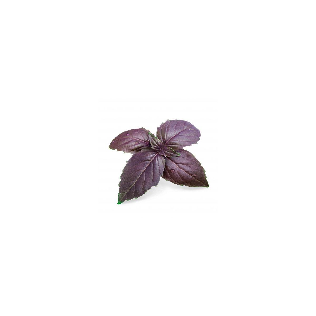Recharge veritable basilic pourpre bio - 10% de remise imm�diate avec le code : priv10 (photo) Recharge veritable basilic pourpre bio - 10% de remise imm�diate avec le code : priv10 (photo)