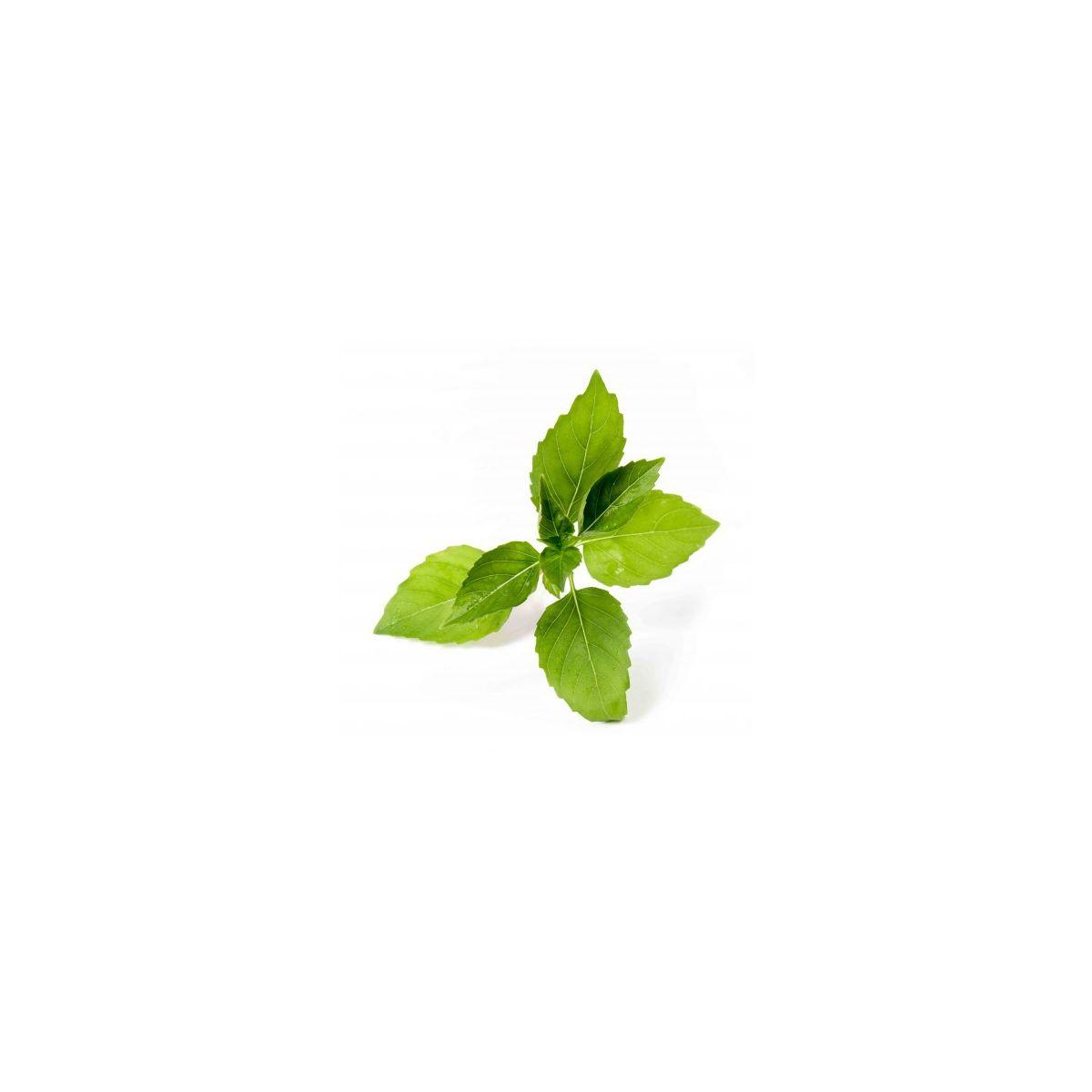 Recharge veritable basilic citron bio - 10% de remise imm�diate avec le code : priv10 (photo) Recharge veritable basilic citron bio - 10% de remise imm�diate avec le code : priv10 (photo)