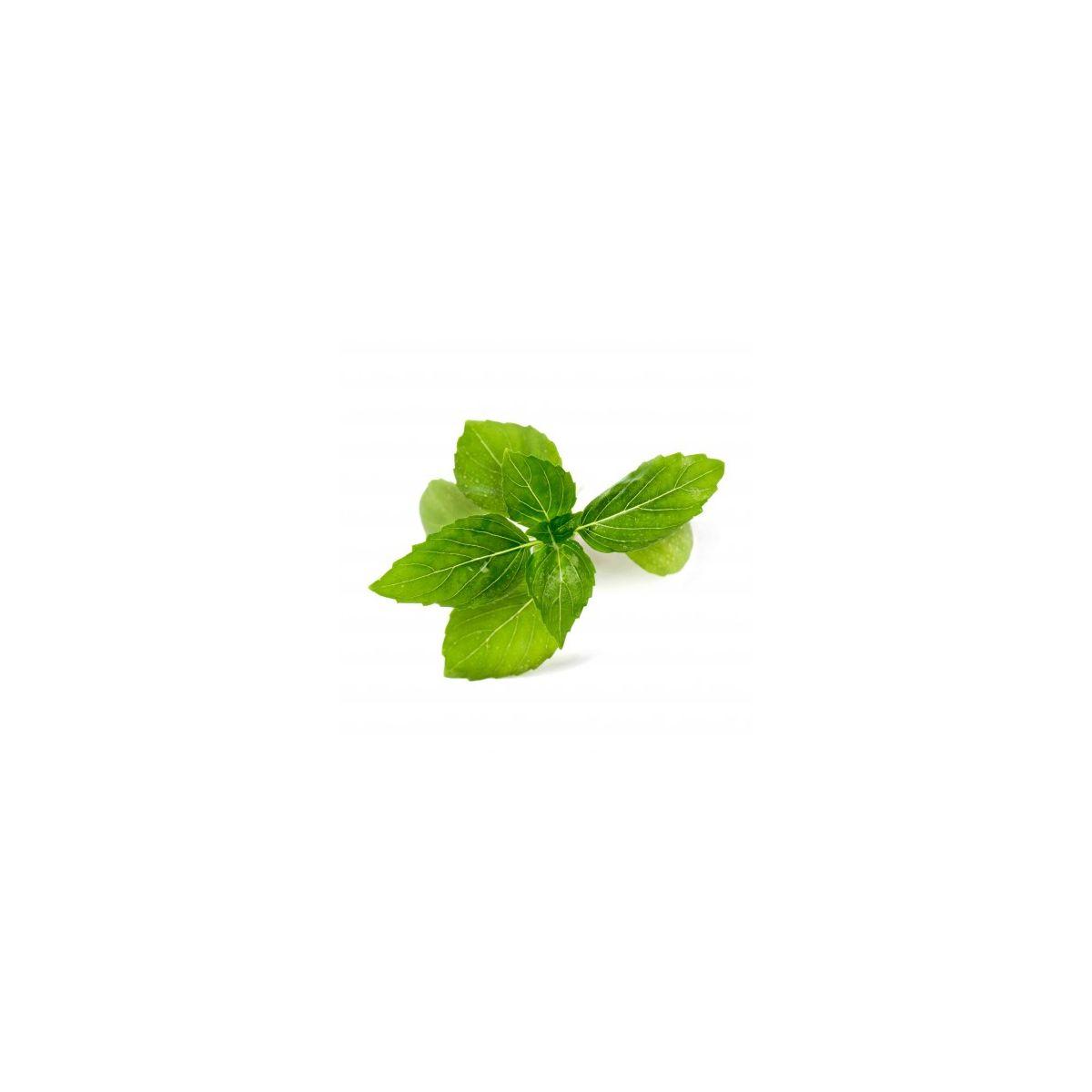 Recharge veritable basilic cannelle bio - 10% de remise imm�diate avec le code : priv10 (photo) Recharge veritable basilic cannelle bio - 10% de remise imm�diate avec le code : priv10 (photo)
