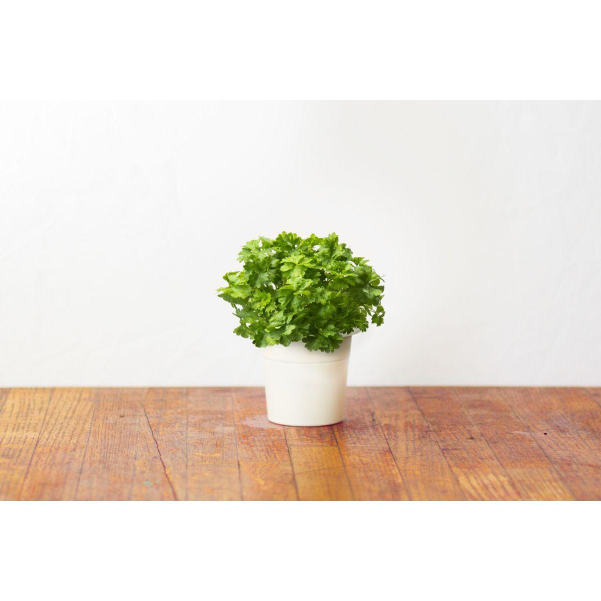 Recharge click and grow persil (lot de 3) - 7% de remise imm�diate avec le code : priv7 (photo) Recharge click and grow persil (lot de 3) - 7% de remise imm�diate avec le code : priv7 (photo)