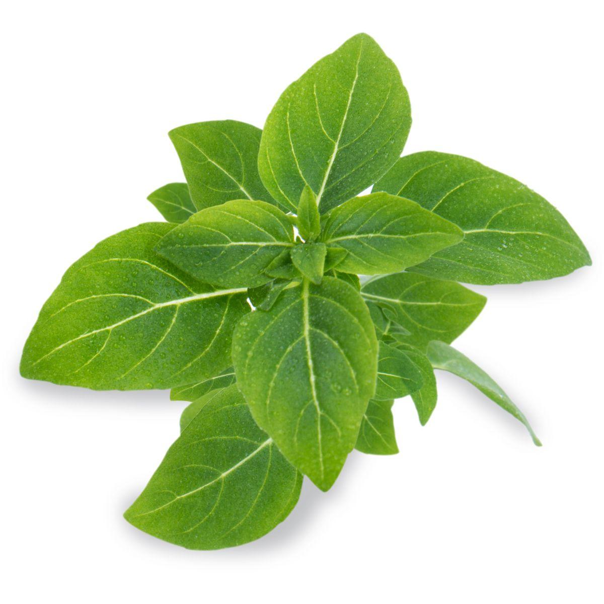 Recharge veritable basilic fin vert nain bio - 5% de remise imm�diate avec le code : priv5 (photo) Recharge veritable basilic fin vert nain bio - 5% de remise imm�diate avec le code : priv5 (photo)
