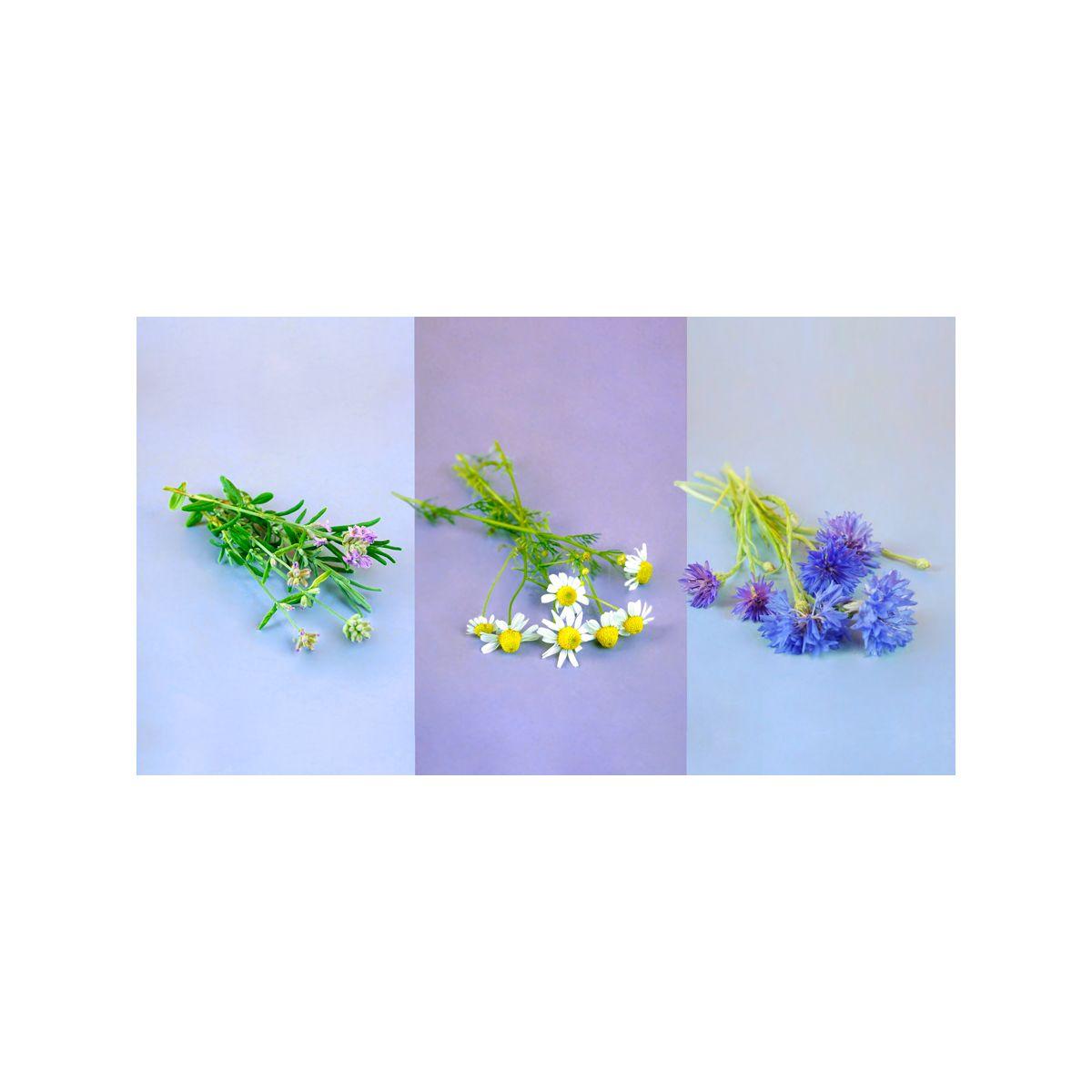 Recharge pret a pousser trio fleurs - camomille lavande bleuet - 5% de remise imm�diate avec le code : priv5 (photo) Recharge pret a pousser trio fleurs - camomille lavande bleuet - 5% de remise imm�diate avec le code : priv5 (photo)