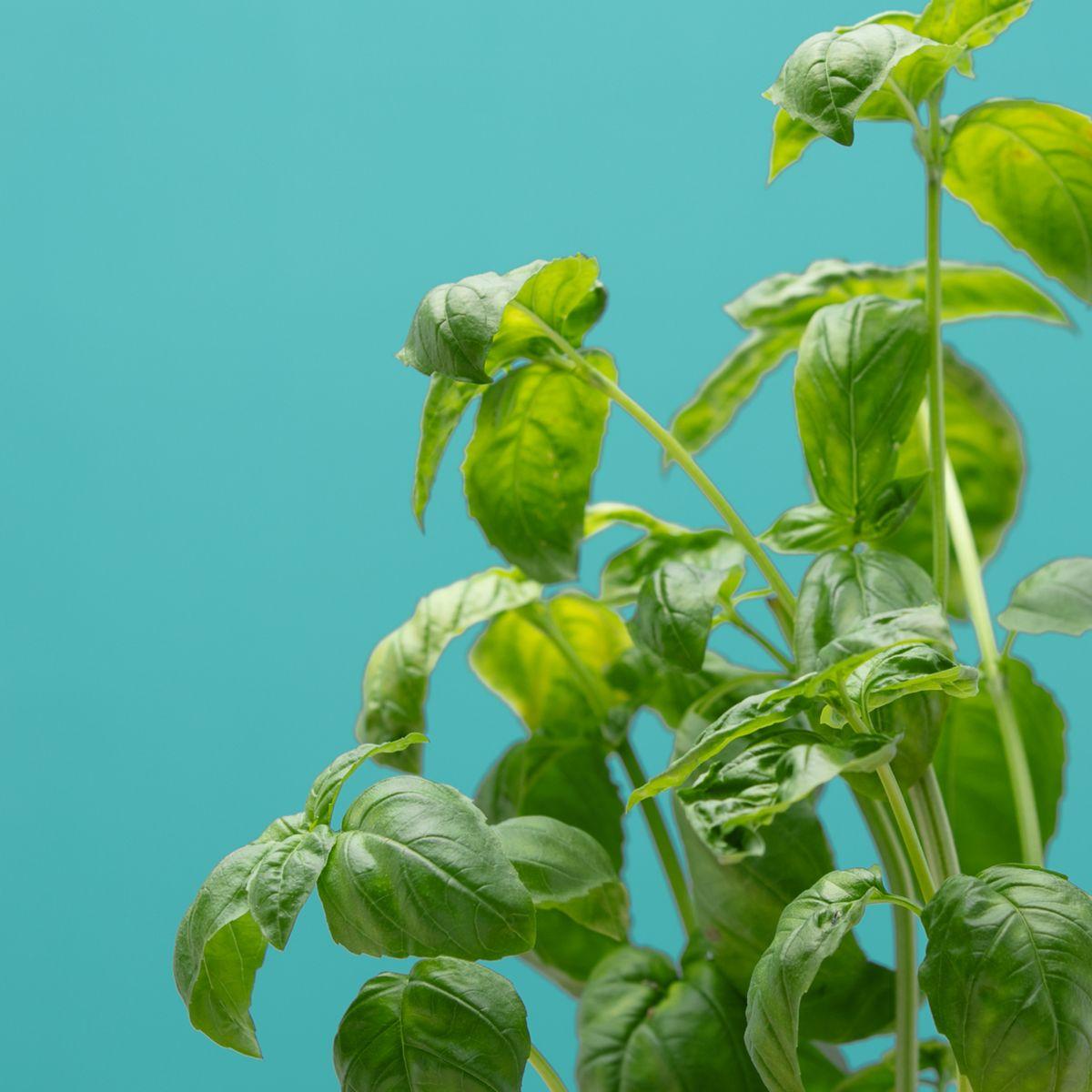 Recharge jardin int�rieur pret a pousser basilic grand vert (photo) Recharge jardin int�rieur pret a pousser basilic grand vert (photo)
