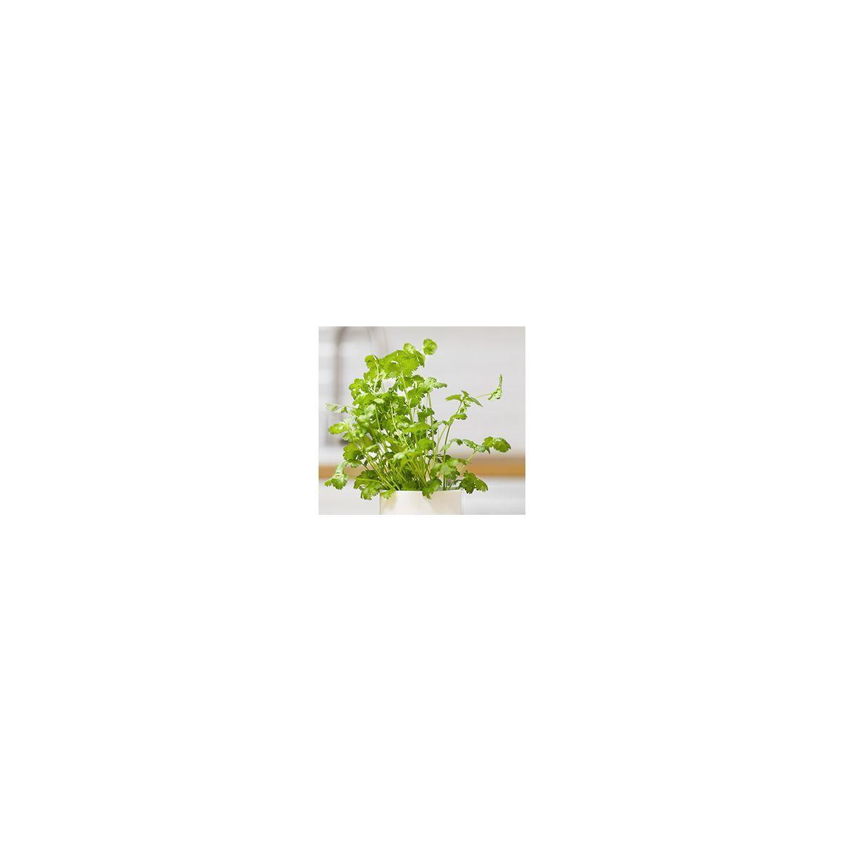 Recharge jardin int�rieur pret a pousser coriandre (photo) Recharge jardin int�rieur pret a pousser coriandre (photo)