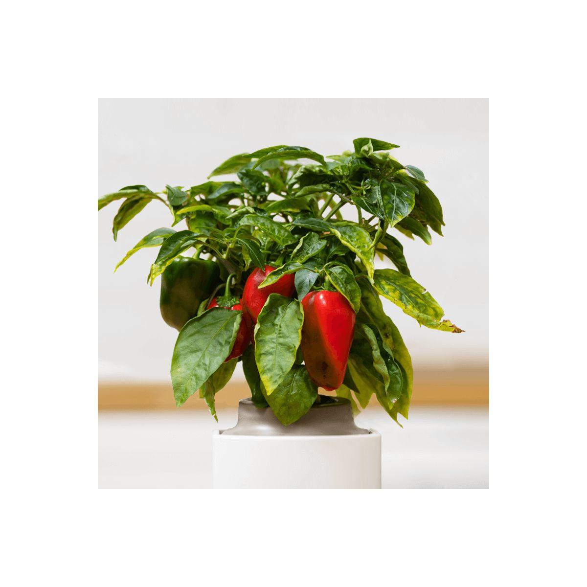 Recharge jardin int�rieur pret a pousser mini-poivrons (photo) Recharge jardin int�rieur pret a pousser mini-poivrons (photo)