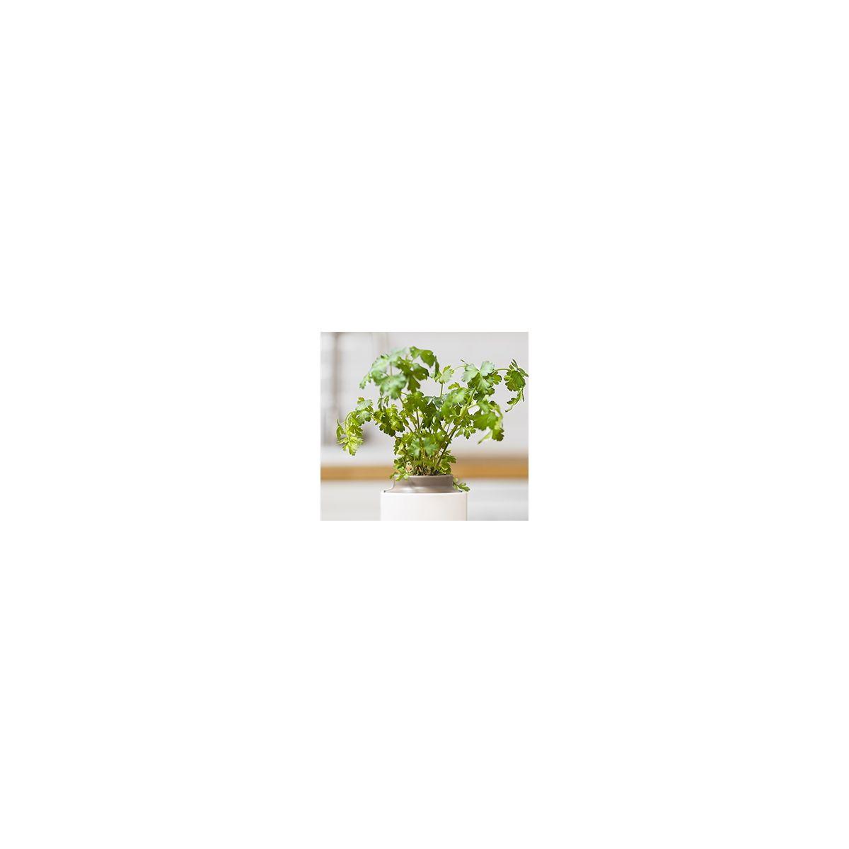 Recharge jardin int�rieur pret a pousser persil (photo) Recharge jardin int�rieur pret a pousser persil (photo)