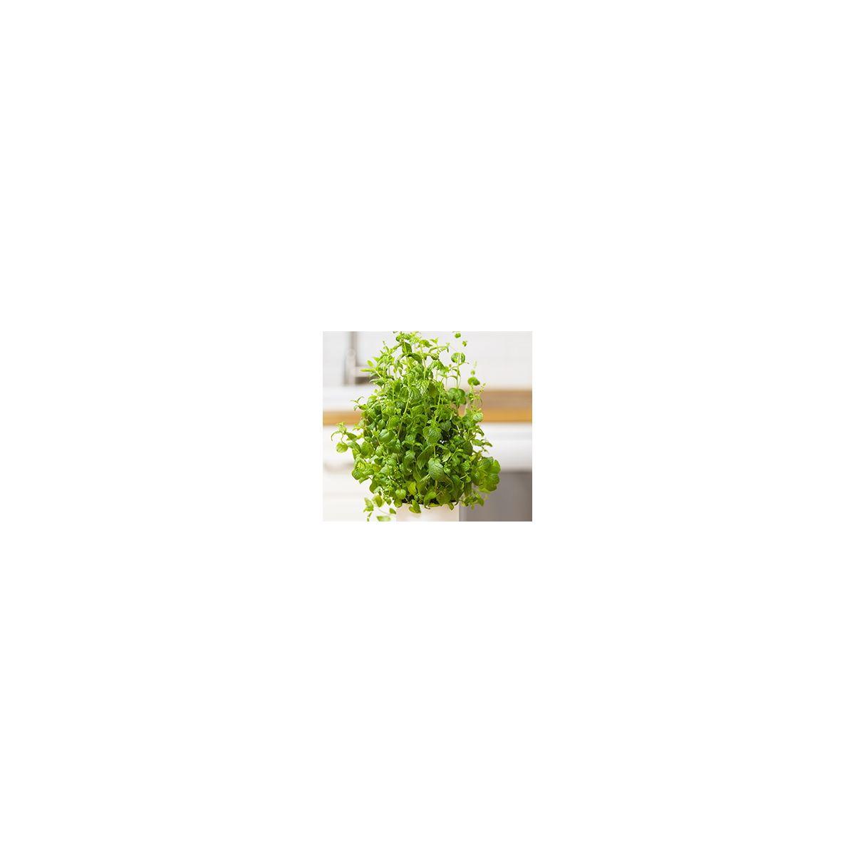 Recharge jardin int�rieur pret a pousser menthe marocaine (photo) Recharge jardin int�rieur pret a pousser menthe marocaine (photo)