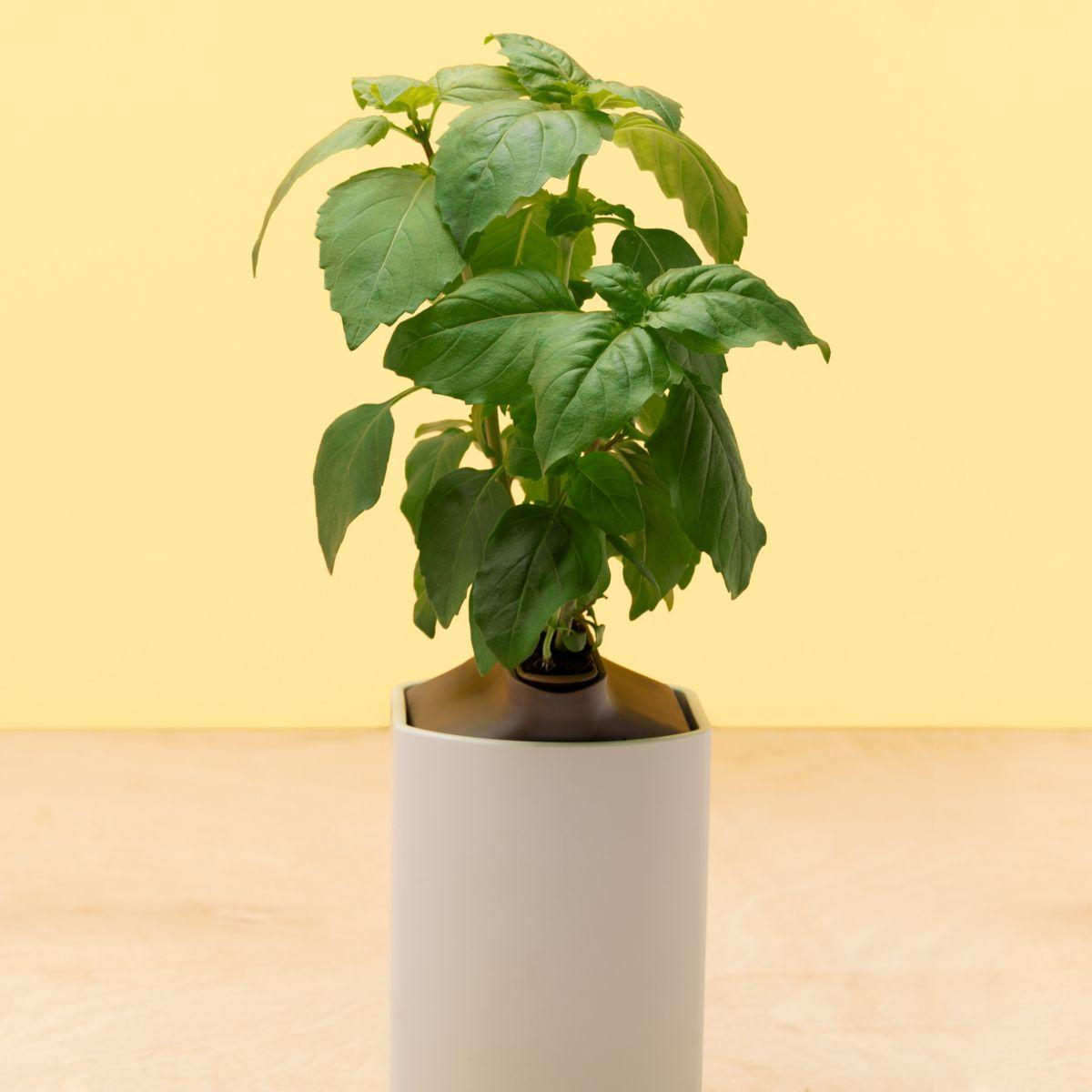 Recharge jardin int�rieur pret a pousser basilic citron (photo) Recharge jardin int�rieur pret a pousser basilic citron (photo)