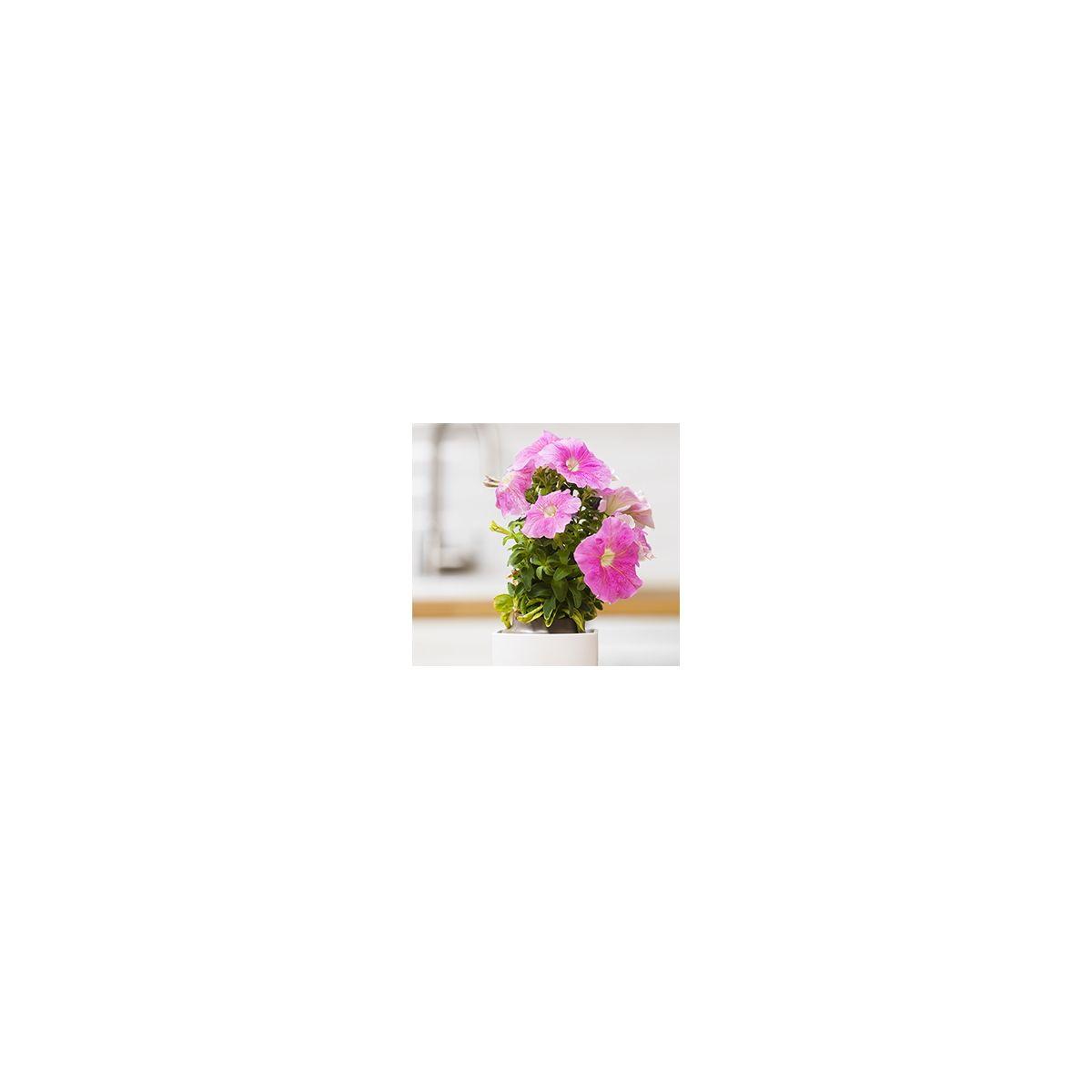 Recharge jardin int�rieur pret a pousser petunia (photo) Recharge jardin int�rieur pret a pousser petunia (photo)
