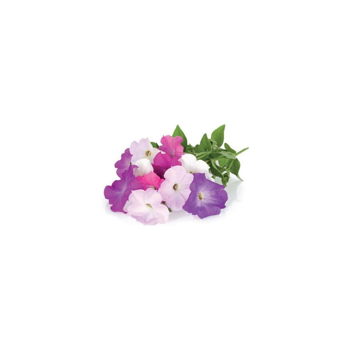 Recharge jardin int�rieur click and grow petunia lot de 3 (photo) Recharge jardin int�rieur click and grow petunia lot de 3 (photo)